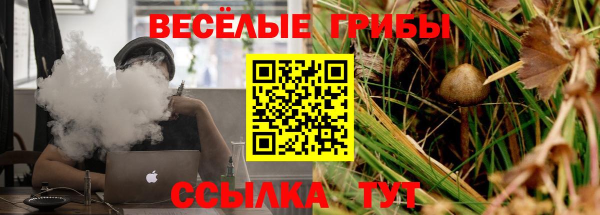 Галлюциногенные грибы Cubensis Северск